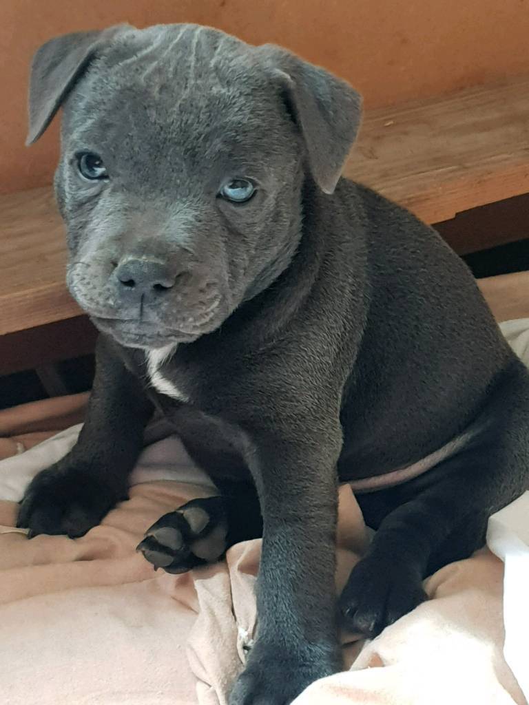 bull terrier gumtree